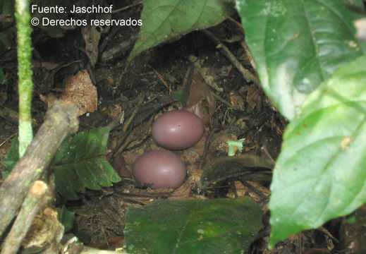 Plancia ëd Crypturellus Brabourne, Chubb & C 1914