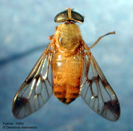 صورة Diachlorus ferrugatus (Fabricius 1805)