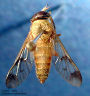 Diachlorus ferrugatus (Fabricius 1805)的圖片