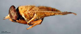 Diachlorus ferrugatus (Fabricius 1805)的圖片