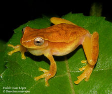 Sivun <i>Dendropsophus microcephala</i> Cope 1886 kuva