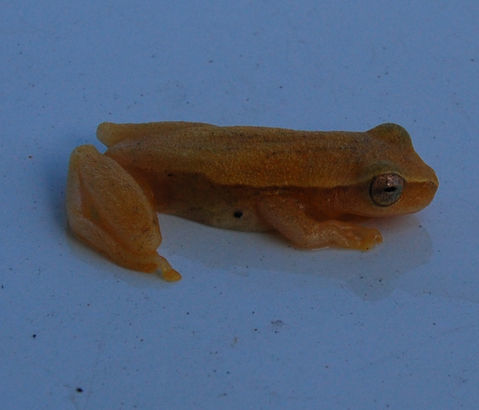 Sivun <i>Dendropsophus microcephala</i> Cope 1886 kuva