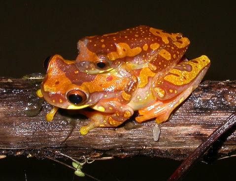 Sivun <i>Dendropsophus ebraccata</i> Cope 1874 kuva