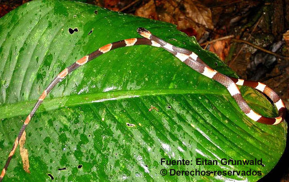 Dipsas bicolor (Günther 1895) resmi