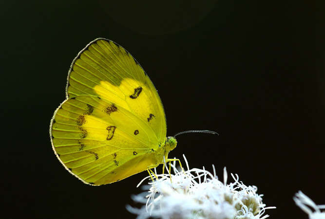 Image of Eurema nilgiriensis Yata 1990