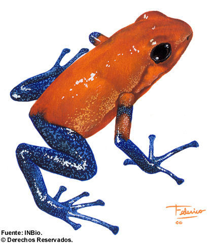 Image of Flaming Poison Frog