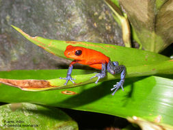 Image of Flaming Poison Frog