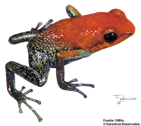 Image of Granular Poison Frog