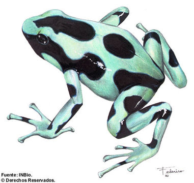 Plancia ëd Dendrobates auratus (Girard 1855)