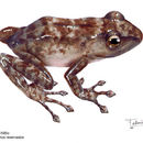 Image of Agua Buena Dink Frog