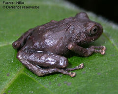 Imagem de Pristimantis pardalis (Barbour 1928)