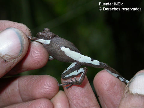 Image de Pristimantis pardalis (Barbour 1928)