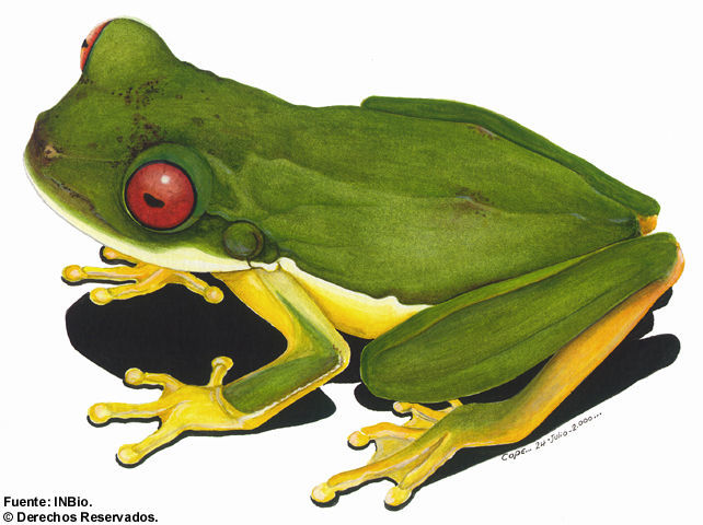 Image of Costa Rica Brook Frog