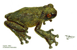 Image of Cope's Brown Treefrog