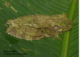 Image of Cope's Brown Treefrog