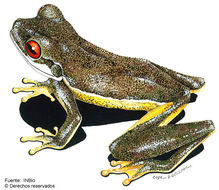 Image of Duellmanohyla lythrodes (Savage 1968)