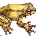 Image of Fringe-limbed Treefrog