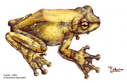 Image of Fringe-limbed Treefrog