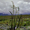 Image of Echinodorus paniculatus Micheli