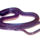 Image of Colombian Longtail Snake