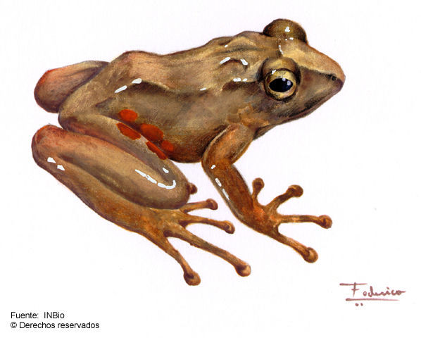 Image of Mountain Robber Frog