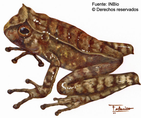 Image of Marsupial Frogs