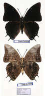 Charaxes ethalion Boisduval 1847的圖片