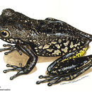 Image of Starrett's Treefrog