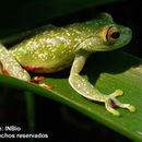 Sivun <i>Hypsiboas rufitela</i> (Fouquette 1961) kuva