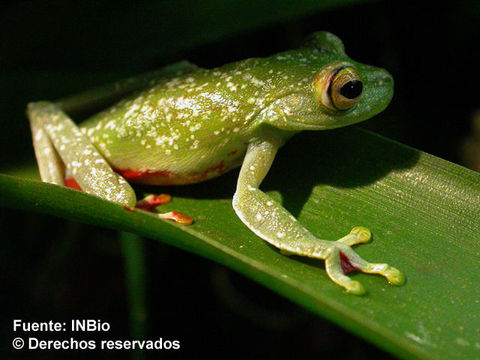 Sivun <i>Hypsiboas rufitela</i> (Fouquette 1961) kuva