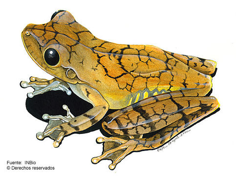 Sivun <i>Hypsiboas rosenbergi</i> (Boulenger 1898) kuva