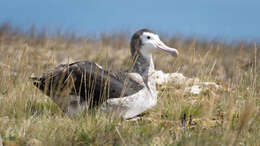 Image of Amsterdam Albatross