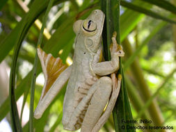 Image of <i>Hypsiboas rosenbergi</i> (Boulenger 1898)