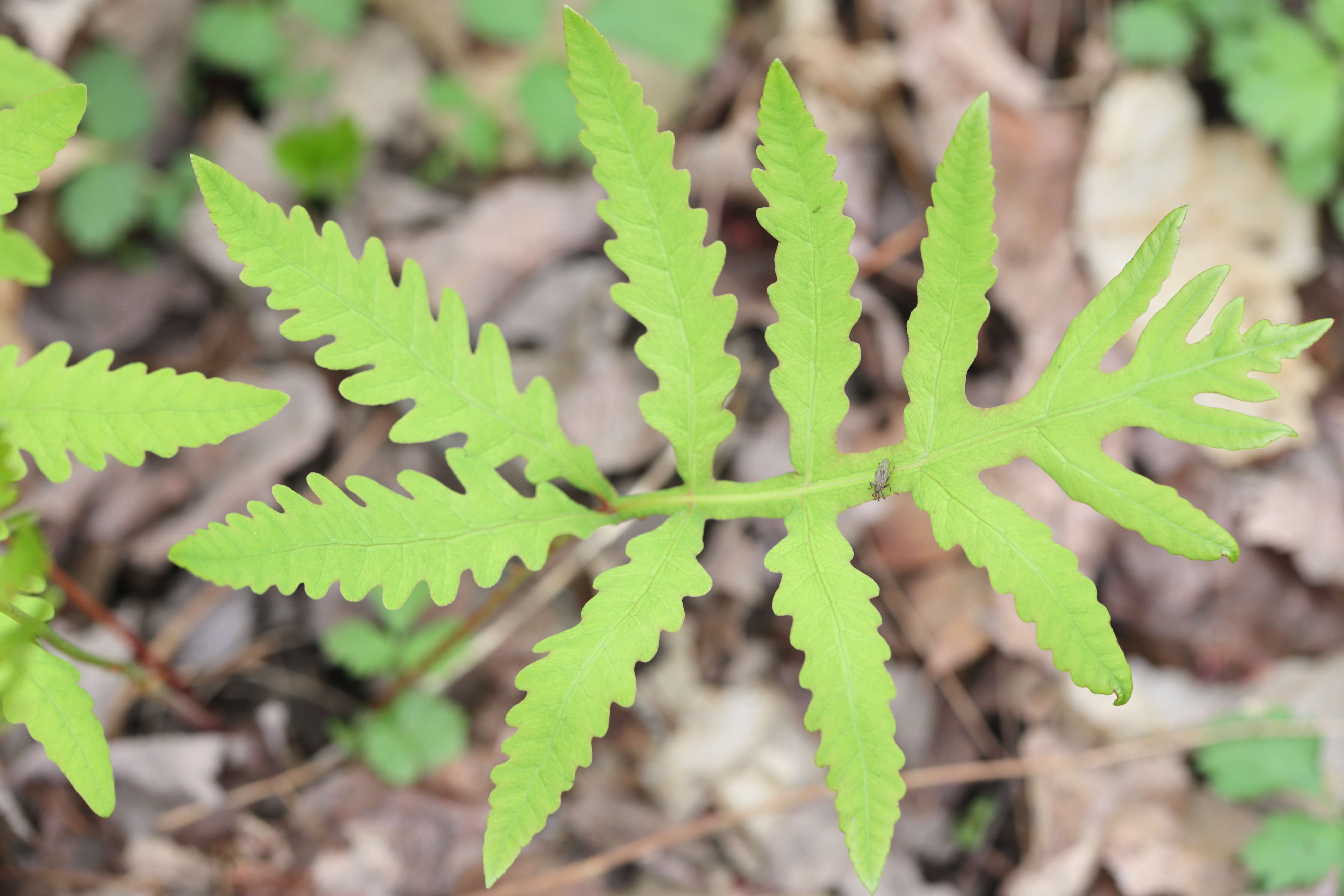 Image of sensitive fern