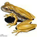 Image of Narrow-lined Treefrog