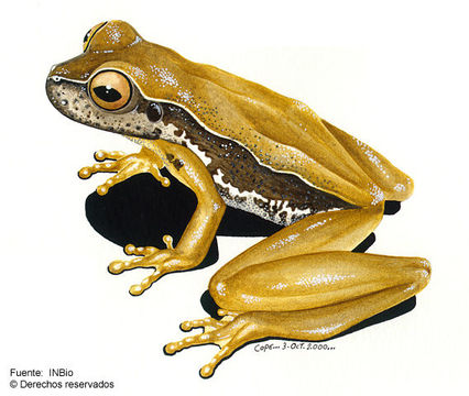 Image of Narrow-lined Treefrog