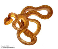 Image of Western Tree Snake