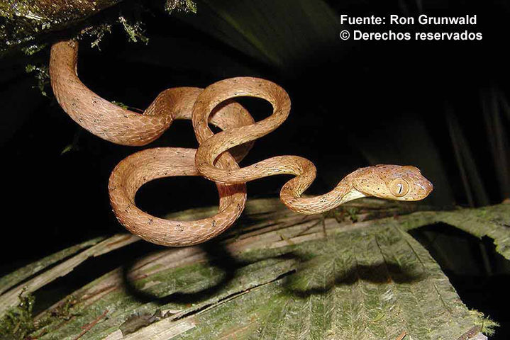 Image of Western Tree Snake