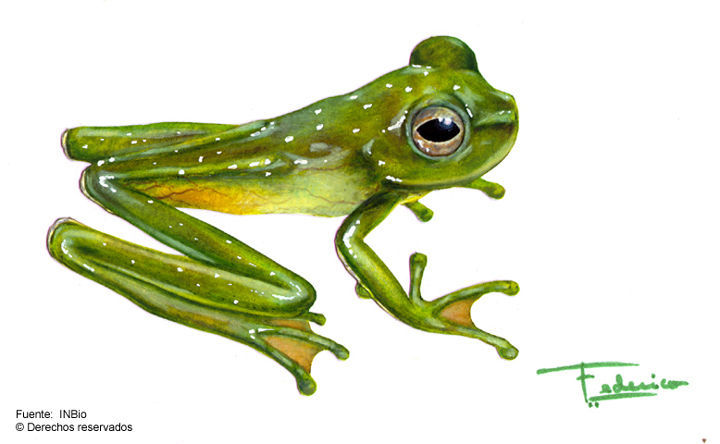 Image of Palmer's Treefrog