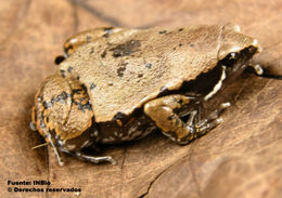 Image of Hypopachus Keferstein 1867