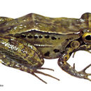 Image of Leptodactylus poecilochilus (Cope 1862)