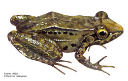 Image of Leptodactylus poecilochilus (Cope 1862)