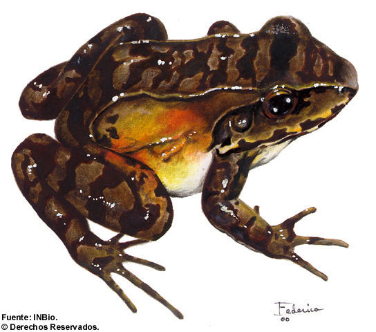 Image of Slender-fingered Bladder Frog