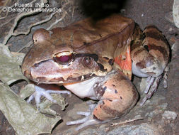 Image of Slender-fingered Bladder Frog
