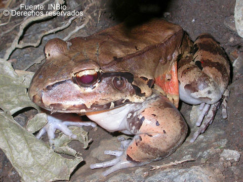 Image of Slender-fingered Bladder Frog