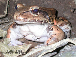 Image of Slender-fingered Bladder Frog