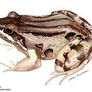 Image of Bolivian White-lipped Frog