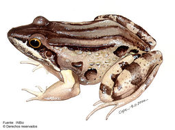 Image of Bolivian White-lipped Frog