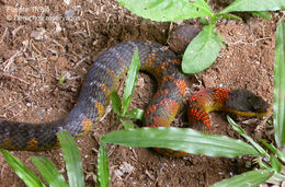 <i>Liophis epinephalus</i> Cope 1862 resmi