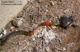 <i>Liophis epinephalus</i> Cope 1862 resmi